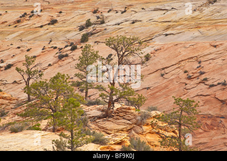 Ponderosa-Kiefern wachsen inmitten Sandstein Slickrock, entlang Zion-Mt. Carmel Highway, Osteingang des Zion Nationalpark, Utah, USA Stockfoto