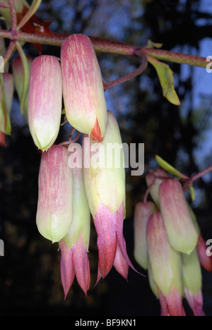 Blumen von Kalanchoe Pinnata Stockfoto