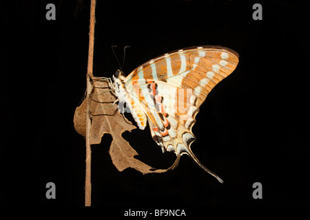 Graphium nomius- Esper, 1799, Schmetterling mit Schwertträger Stockfoto