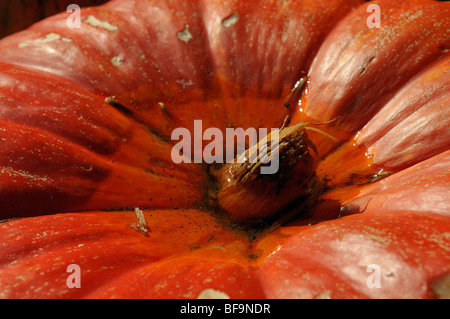 Kürbis mit Wasser. Stockfoto