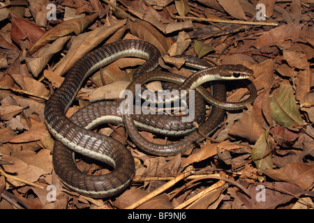 HÄUFIG BRONZEBACK TREE SNAKE Dendrelaphis Tristis Nonvenomous häufig Stockfoto