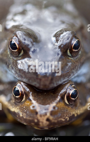 Gemeinsamen Frösche Paarungszeit, England UK Stockfoto