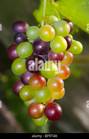 Weinrebe in Gartengewächshaus, England UK Stockfoto