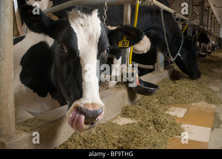 Milch Kuh lecken Nase Stockfoto