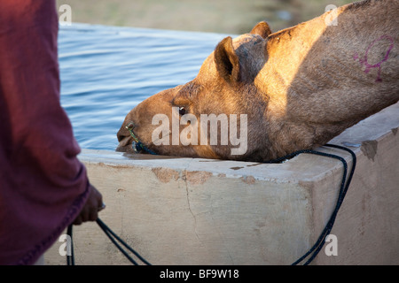 Kamel Trinkwasser aus einem Trog auf der Camel Fair in Pushkar Indien Stockfoto