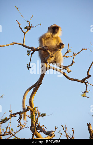 Graue Languren Affen auf dem Weg zum Savitri Tempel in Pushkar in Rajasthan Indien Stockfoto