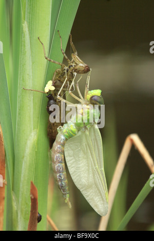 Südlichen Hawker Libelle (Aeshna Cyanea) entstehende Nymphe Fall Stockfoto