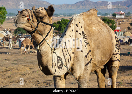 Kamel auf der Camel Fair in Indien Pushkar dekoriert Stockfoto