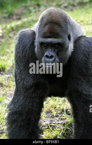 Close-up Portrait eines männlichen Gorillas Stockfoto