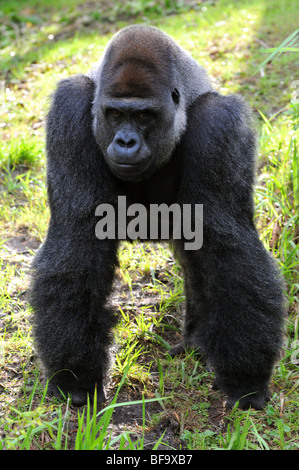 Porträt des männlichen Gorillas in seiner natürlichen Umgebung Stockfoto