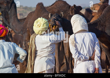 Käufer, die Inspektion Kamele auf der Camel Fair in Pushkar in Rajasthan Indien Stockfoto