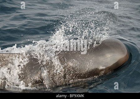 Kurz-finned Pilotwal, Globicephala Macrorhynchus, Oberflächen zu atmen, Malediven, Indischer Ozean. Stockfoto