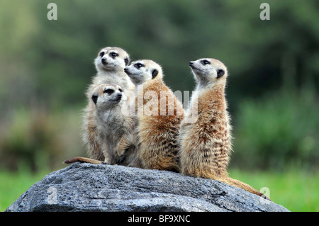 Gruppe von Erdmännchen stehend auf Roch Stockfoto