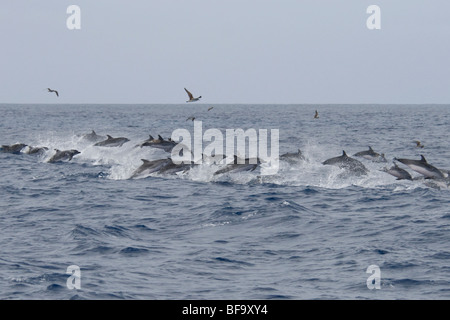 Eine Gruppe von Atlantic Spotted Delfine, Stenella Frontalis, an Geschwindigkeit, Azoren, Atlantik reisen. Stockfoto