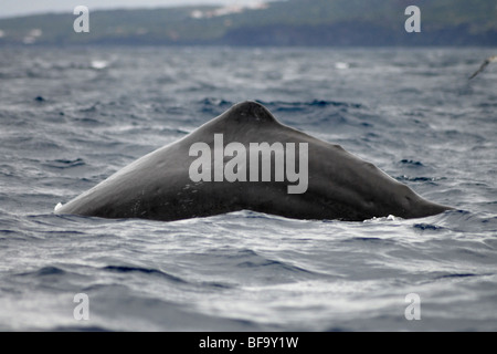 Pottwal, Physeter Macrocephalus, wölbte ihren Rücken vor dem Auslösen der Egel, südlich der Insel Pico, Azoren, Atlantik. Stockfoto