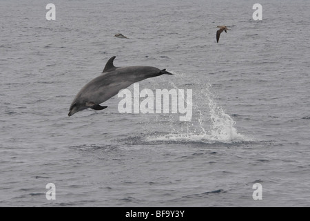 Gemeinsame große Tümmler, Tursiops Truncatus, Verletzung hoch in die Luft aus der Insel Faial, Azoren, Atlantik. Stockfoto