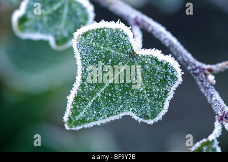 Nahaufnahme von einem dunkelgrünen dreieckigen geformten Blatt im Frühling Frost bedeckt Stockfoto