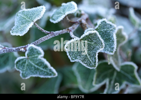 Nahaufnahme eines kleinen dunkelgrünen Blättern bedeckt in frost Stockfoto