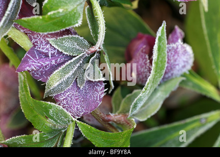 Nahaufnahme von Tiefviolette Blüten und dunkelgrünen immergrünen Laub im Frühling Frost bedeckt Stockfoto