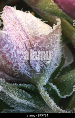 Nahaufnahme von blass rosa Blume im Frost bedeckt Stockfoto