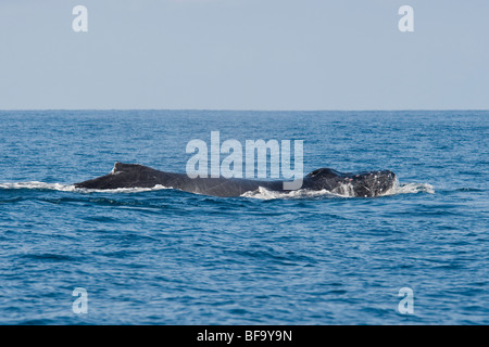 Männliche Buckelwale, Impressionen Novaeangliae, die Tuberkel auf den Kopf sind blutverschmiert, von kämpfen mit anderen Männchen. Stockfoto