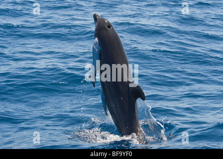 Gemeinsamen Tümmler, Tursiops Truncatus, Verletzung mit 2 großen Remora angefügt, Costa Rica, Pazifischen Ozean. Stockfoto