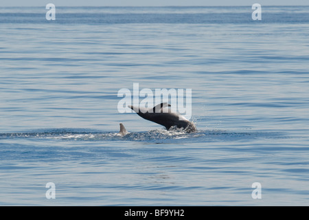 Grob-gezahnte Delphin, Steno Bredanensis, Verletzung, Costa Rica, Pazifischen Ozean. Stockfoto