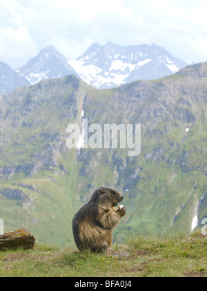 Murmeltier, Gebiet Großglockner, Hochalpenstraße, Österreich Stockfoto