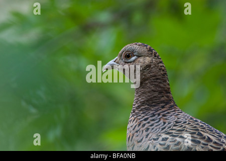 Henne Fasan in der vegetation Stockfoto