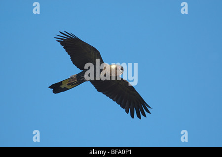 Yellow-tailed Black Cockatoo (Calyptorhynchus Funereus) flying Kangaroo Island, Australien. Juli 2006. Stockfoto