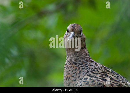 Henne Fasan in der vegetation Stockfoto