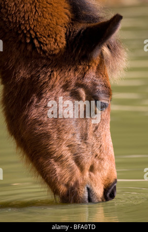 New Forest Pony an einem lokalen Teich trinken. Stockfoto