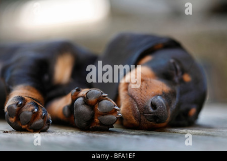 Kurzhaar-Dackel Kurzhaar-Dackel, Haushund (Canis Lupus F. Familiaris), Welpe, liegend auf dem Boden schlafen, Stockfoto