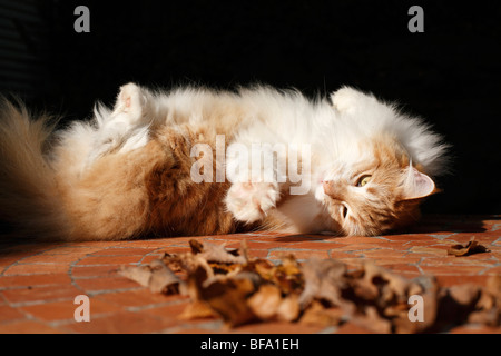 Hauskatze, Hauskatze, norwegische Waldkatze (Felis Silvestris F. Catus), liegend auf dem Rücken, Deutschland Stockfoto