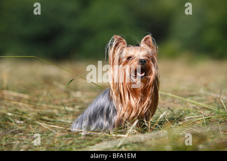 Yorkshire Terrier (Canis Lupus F. Familiaris), mit Haarband in einer Wiese Stockfoto