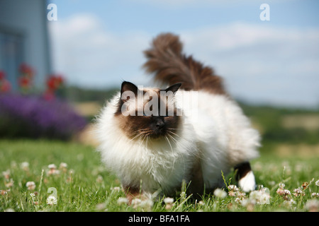 Heiligen Katze von Birma, Birma (Felis Silvestris F. Catus), männliche Katze, stehend auf einer Wiese Stockfoto