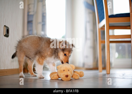 Shetland Sheepdog (Canis Lupus F. Familiaris), Welpen schnüffeln an ein Stofftier Hund, Deutschland Stockfoto