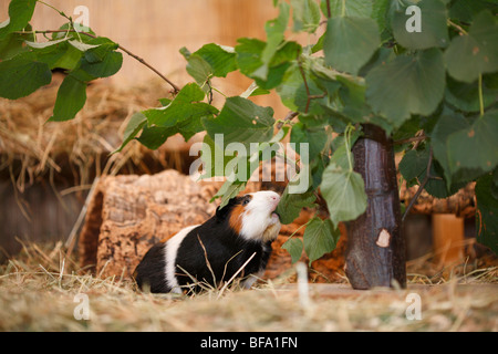 Cavia, Meerschweinchen (Cavia spec.), in einem Käfig, ernähren sich von Blättern Stockfoto