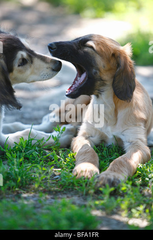 Saluki (Canis Lupus F. Familiaris), Saluki Welpen beobachten ein Afghanistan Hound Welpen Gähnen Stockfoto