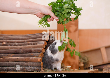 Cavia, Meerschweinchen (Cavia spec.), im Käfig, Fütterung auf Petersilie Stockfoto