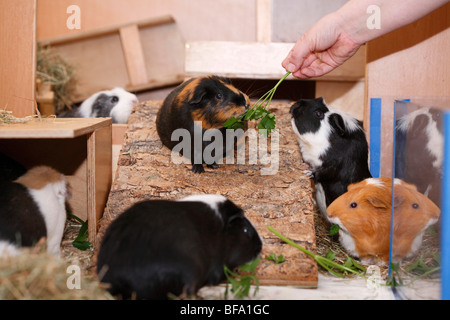 Cavia, Meerschweinchen (Cavia spec.), im Käfig, Fütterung auf Petersilie Stockfoto