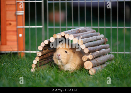 Cavia, machte Meerschweinchen (Cavia spec.), sitzen in ein Freigehege auf der Wiese unter einem Versteck von Rundholz Stockfoto