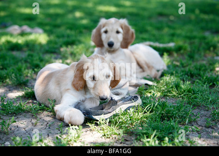 Afghanistan Windhund, Afghanischer Windhund (Canis Lupus F. Familiaris), Welpen Kauen einen Schuh, liegen neben einer Stockfoto