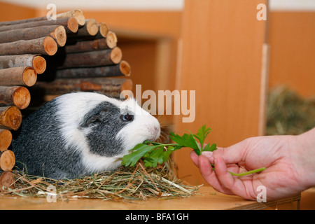 Cavia, Meerschweinchen (Cavia spec.), im Käfig, Fütterung auf Petersilie Stockfoto