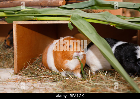 Cavia, Meerschweinchen (Cavia spec.), Nibbing ein Grashalm Stockfoto