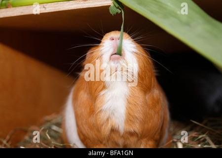 Cavia, Meerschweinchen (Cavia spec.), Nibbing ein Grashalm Stockfoto