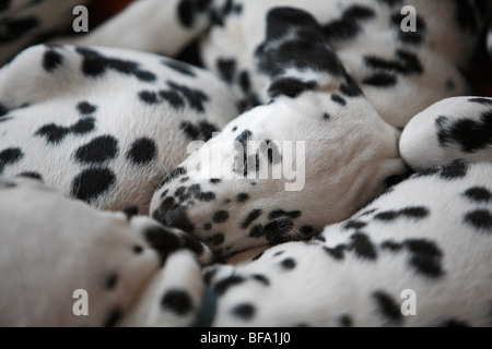 Dalmatiner (Canis Lupus F. Familiaris), mehrere Welpen schlafen Stockfoto