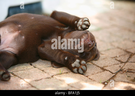 Labrador Retriever (Canis Lupus F. Familiaris), braun 6 Wochen alten Welpen liegen auf einer Terrasse schlafen, Deutschland Stockfoto