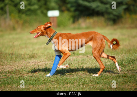 Mischling Hund (Canis Lupus F. Familiaris), Podenco-Mix mit Verletzten und bandagierte Bein zu Fuß über eine Wiese, Deutschland Stockfoto