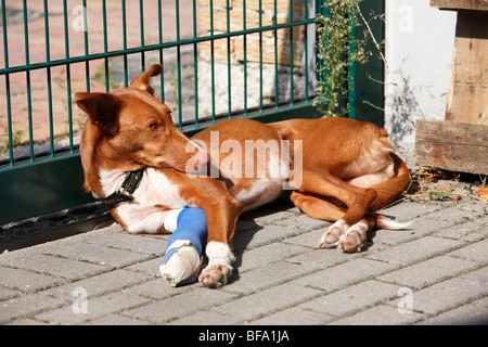 Mischling Hund (Canis Lupus F. Familiaris), Podenco-Mix mit Verletzten und bandagierte Bein liegen im Hof, Deutschland Stockfoto